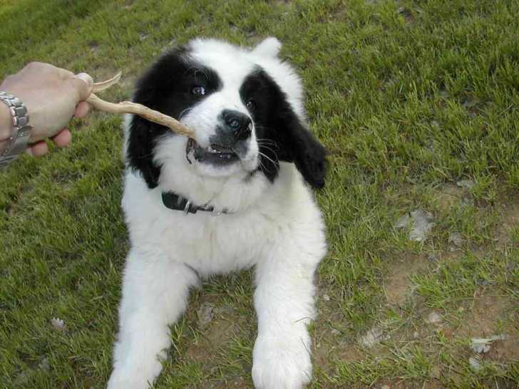 moustique 2.5 mois mais déjà il sait ce qu'il veut -