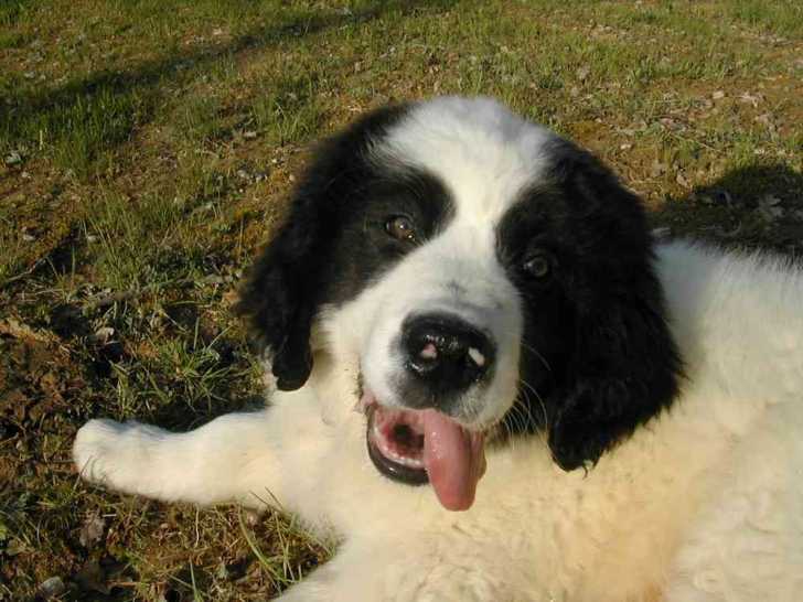 moustique 2.5 mois salut tous le monde .... -