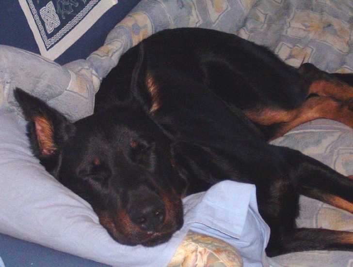 Toy en plein effort -