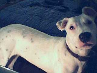 Spikee à 5 mois - (5 mois)