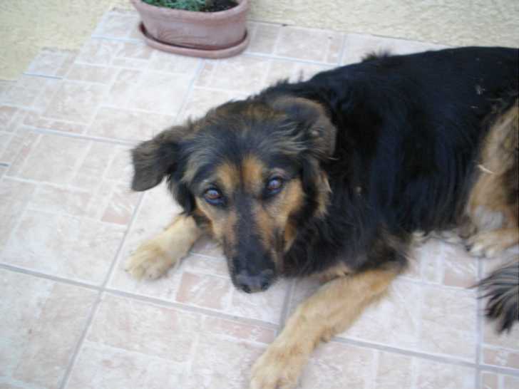 Betty (décédée) - Femelle (13 ans)