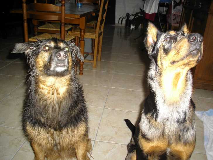Betty (décédée) et Baya - Femelle