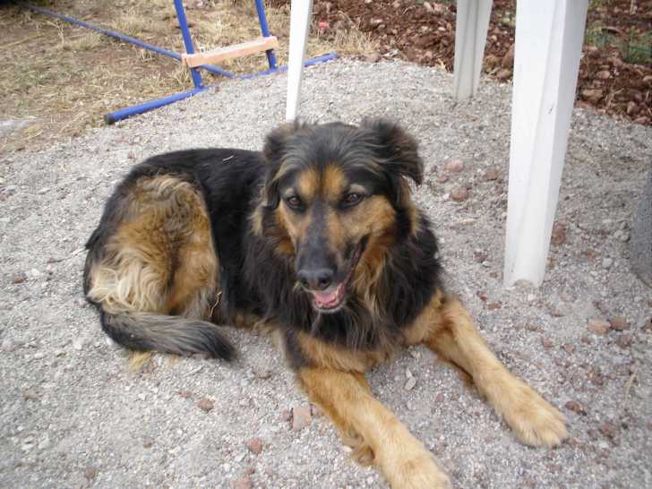 Betty (décédée) - Femelle (13 ans)