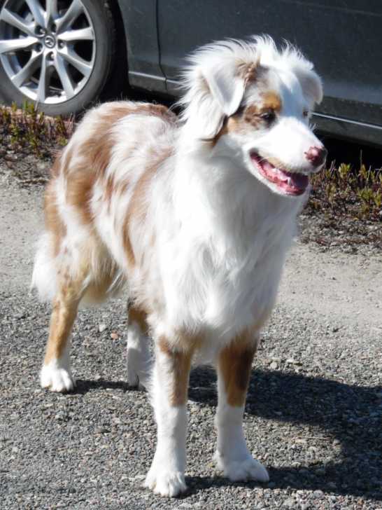 jarvis - Mâle (1 an)