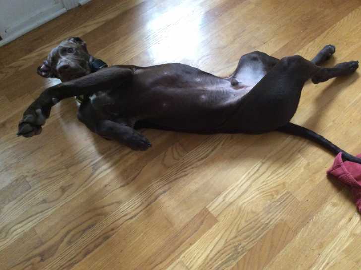 Buddy - Mâle (5 mois)