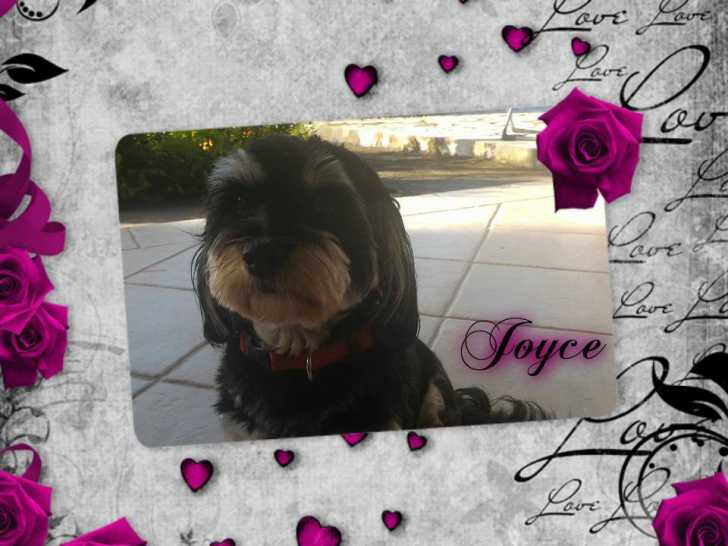 Joyce - Femelle (1 an)