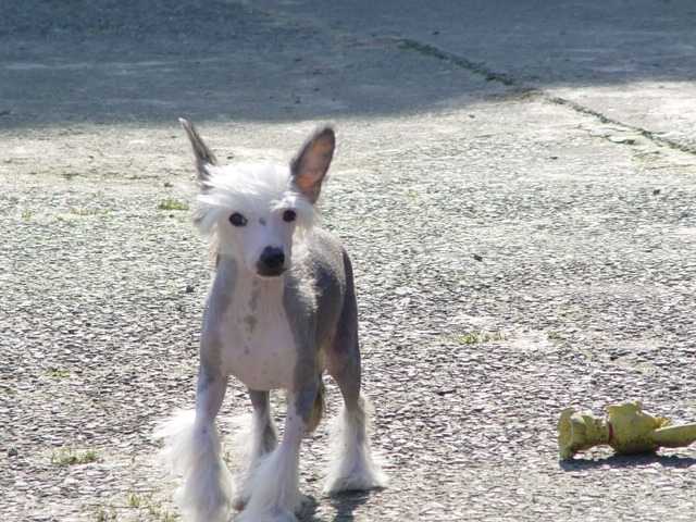 Chien chinois a crete - Emperor For Mady's Love -