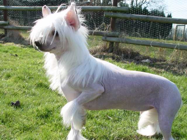 Chien chinois a crete - -