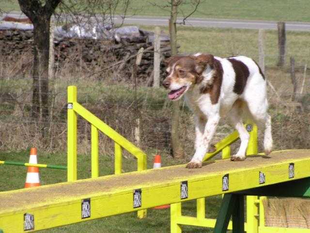 Type Epagneul - PEPSY dite Tipiouce -