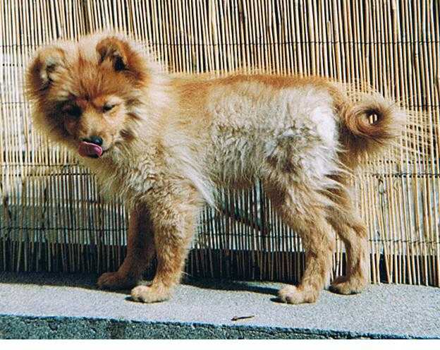 spiz allemand - volcan -