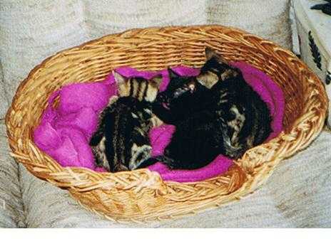 chats - Fripon, Scoubidou et Nicotine -