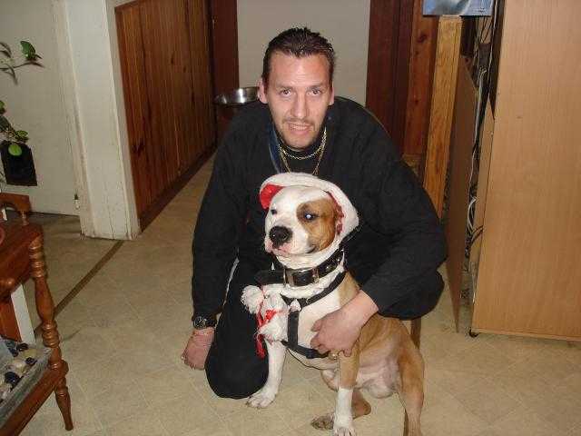 american staffodshire -