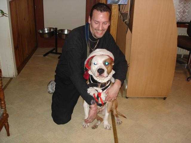 american staffodshire -