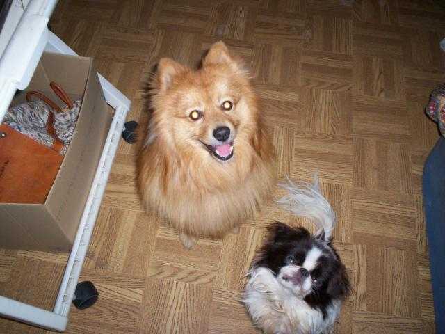 volcan et frisby ! -