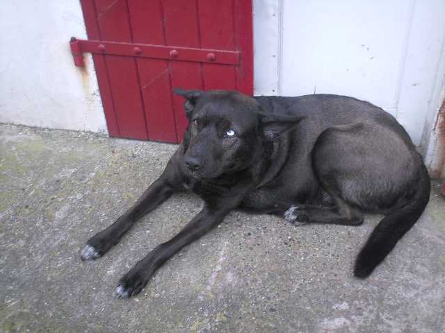 croiset husky malinois jessy4 ans -