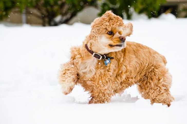 Kim - Femelle (1 an)