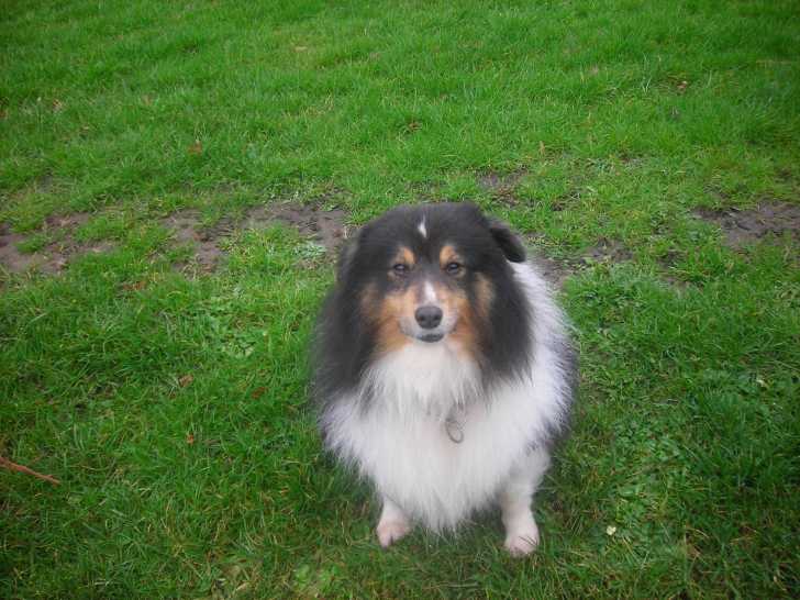 daxon - Mâle (7 ans)