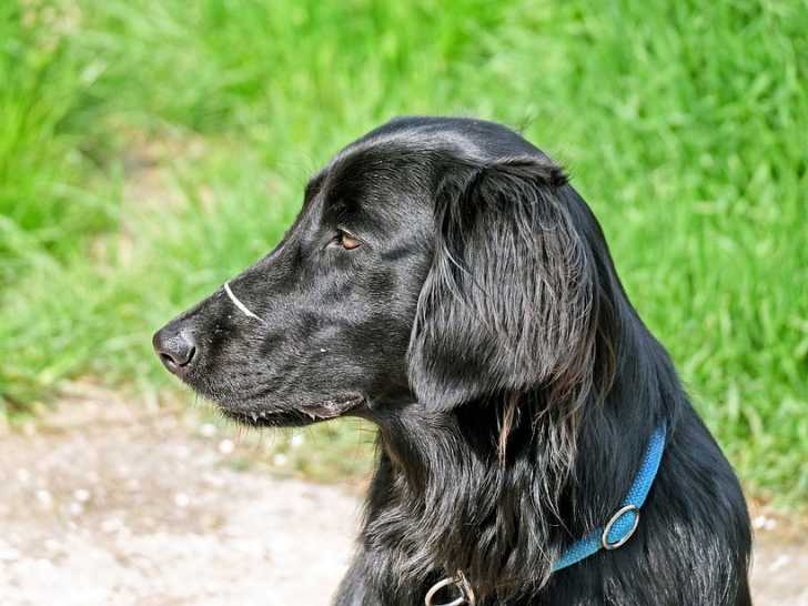 Le Flat Coated Retriever