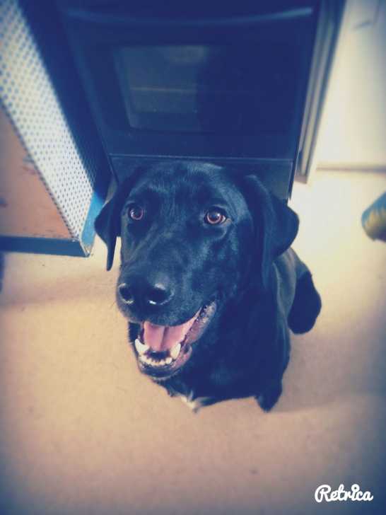 Iben - Mâle (2 ans)