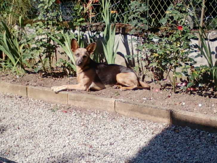 Embrouille - Femelle (9 ans)