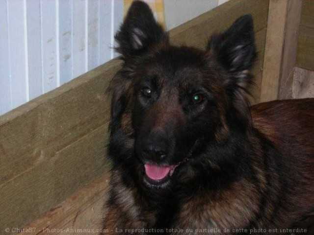 smarties - Mâle (4 mois)