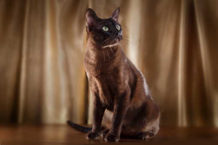 Un Tonkinois avec son beau pelage nuancé