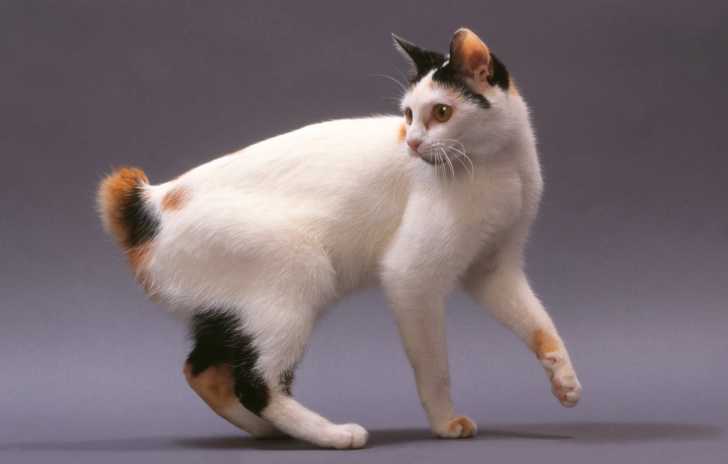 Un Bobtail Japonais tricolore