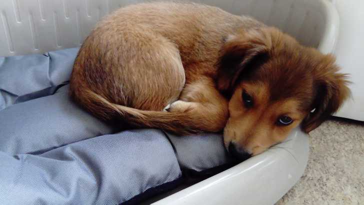 Assouan - Mâle (2 mois)