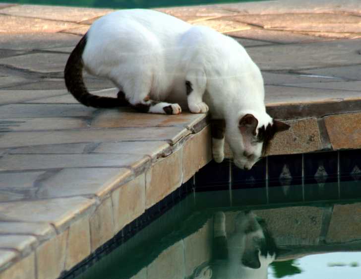 Un Turc de Van reniflant l'eau de la piscine