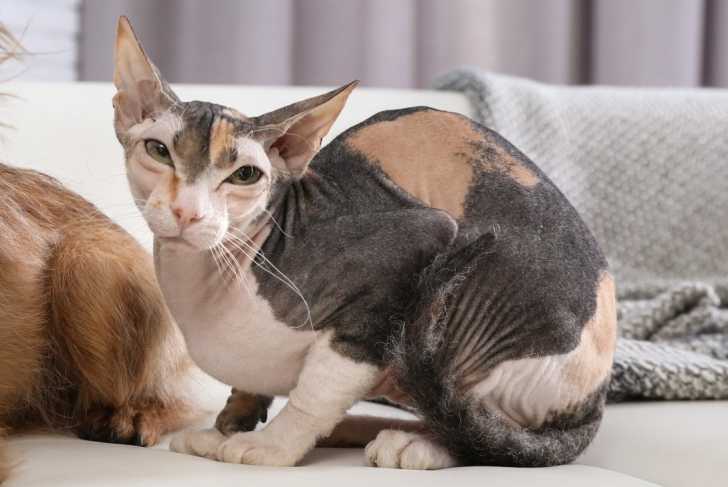 Un Sphynx assis sur un divan