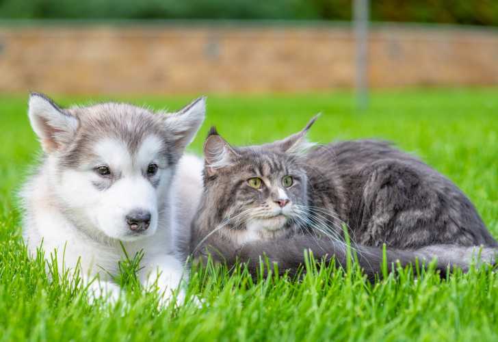 Un Maine Coon couché dans l'herbe au côté d'un chien
