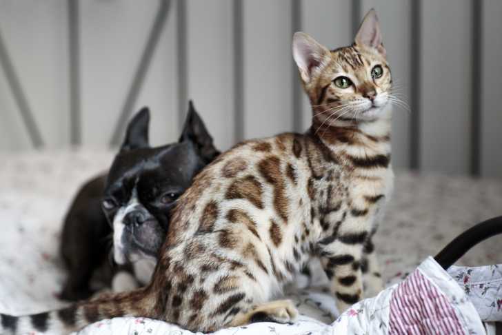 Un Bengal assis à côté d'un bouledogue