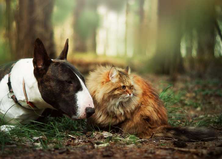 Un Sibérien roux couché à côté d'un Bull Terrier