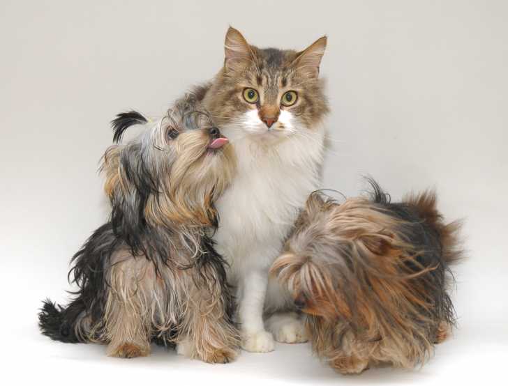 Un Norvégien entouré de deux petits chiens