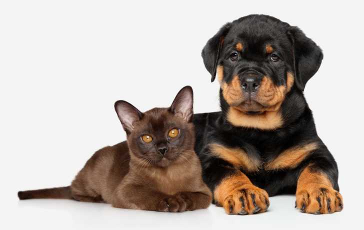 Un Burmese couché à côté d'un chiot 