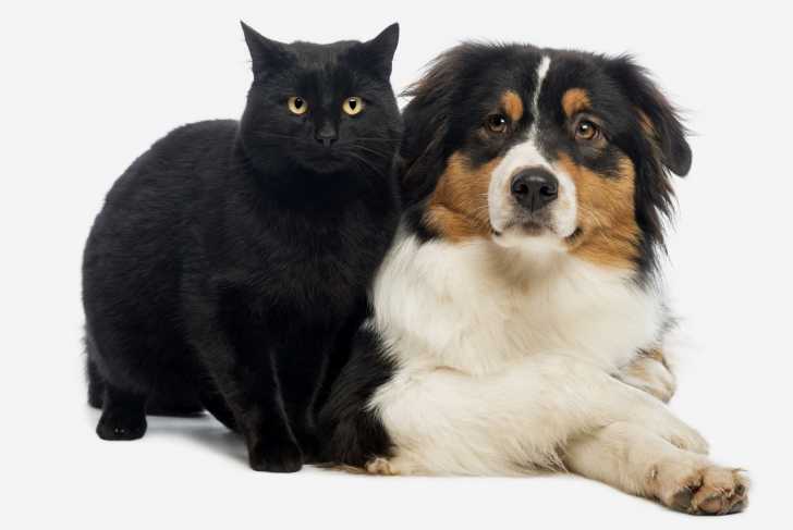 Un Bombay se collant à un gros chien