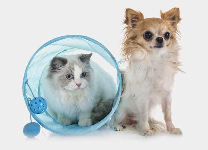 Un Ragdoll assis à côté d'un Chihuahua