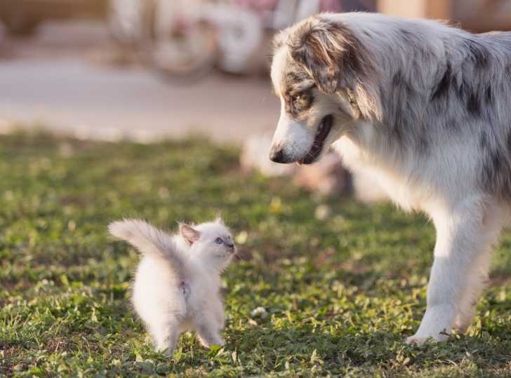 Un Sacré de Birmanie se fait tout petit face à un gros chien