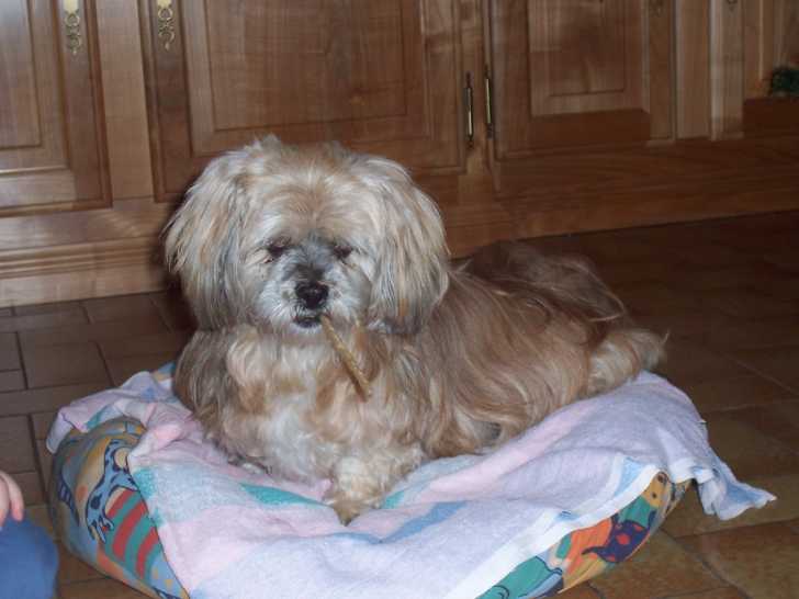 candie - Femelle (17 ans)