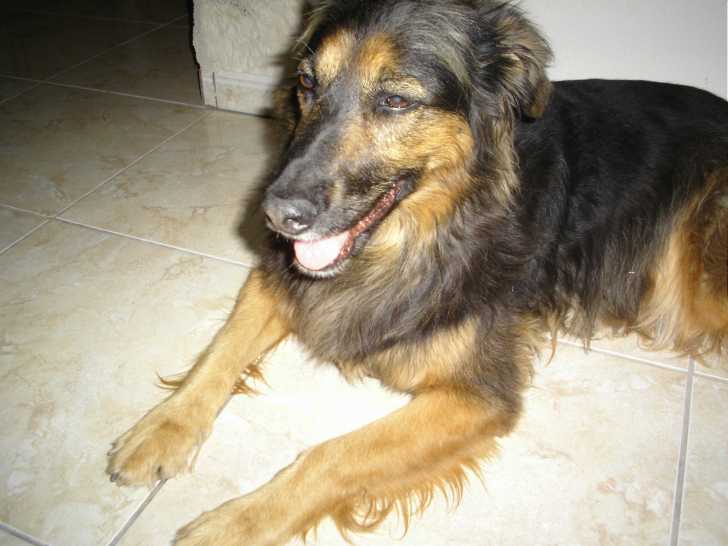 Betty (decédée) - Femelle (13 ans)