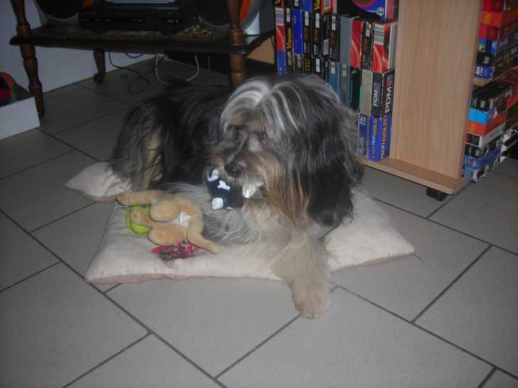 bandy - Mâle (10 ans)