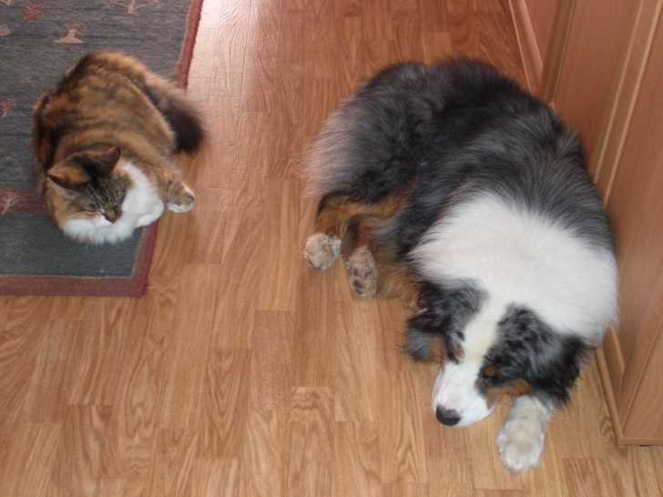 Twist et Calypso - Mâle (10 ans)