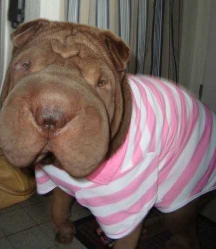 f'Sacha honey browny's - Mâle (1 an)