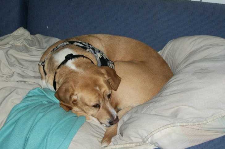 Sandy - Femelle (8 ans)