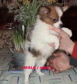 Chien de race Épagneul Nain Continental Papillon femelle à vendre