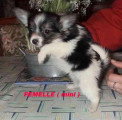 Chien de race Épagneul Nain Continental Papillon femelle à vendre