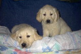 Chien de race Golden Retriever femelle à vendre
