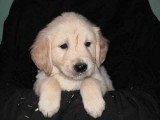 Chien de race Golden Retriever femelle à vendre