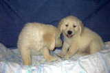 Chien de race Golden Retriever femelle à vendre