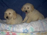 Chien de race Golden Retriever femelle à vendre